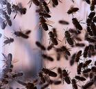 pszczoły osy użądlenia wstrząs anafilaktyczny obrzęki 